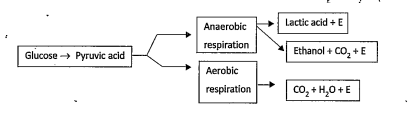 Read the following flow chart and answer the questions     In yeast what type of respiration takes place?