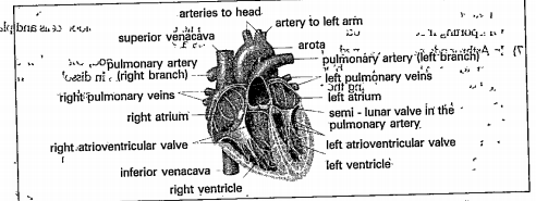 Observe the diagram and answer the following questions.     How many chambers are there in the heart?