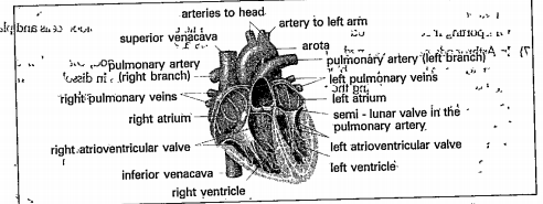 Observe the diagram and answer the following questions.      What is the function of valve?