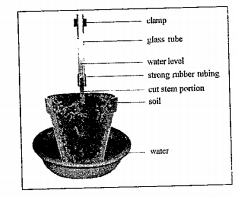 Observe the diagram and answer the following questions.     What is the tissue helpfu for the transportation of water?