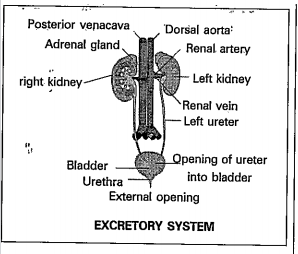 Observe the diagram and answer the following question.    5.From which part ureters are arrived?