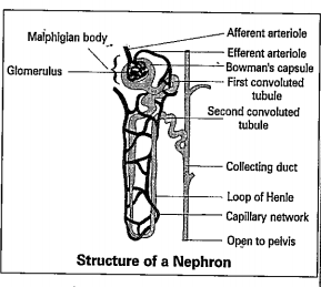 Observe the diagram and answer the following questions.    1. What is the structural and functional unit of kidneys?