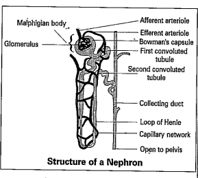 Observe the diagram and answer the following questions.    4. What is meant by peritubular capalleries?