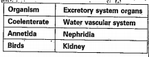 Read the given table    Name the group organism that perform watervascular system other than coelenterate