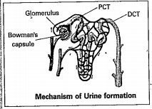 By seeing the follwing picture, identify where does the tubular reabsorption occur.