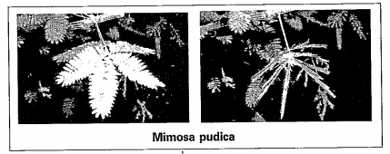 Touch the leaves of Mimosa pudica(athipathi,touch me not) Plant and obsrve the response of leaves.