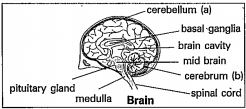 See the given picture.  Why is cerebrum treated as major part in the brain?