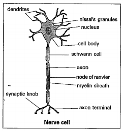 Observe the diagram and answer the following.   2. Which cells are present in myelin sheath?