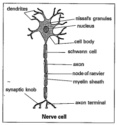 Observe the diagram and answer the following.   3. Name the granules present in Cyloplasm?