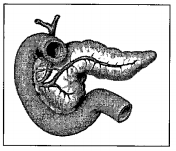 Observe the diagram and answer the following   3. What are the hormones secreted form endocrine part of the gland.