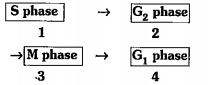Arrange the stages of cellll-cycle of mitosis in correct order: