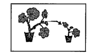 Find out the vegetative propagation depicts in the picture