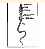 Observe the diagram and answer the following.  At what age these sperms are produced?