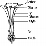 Observe the diagram and answer the following.  If only stamens are present in flower what does it indictes.