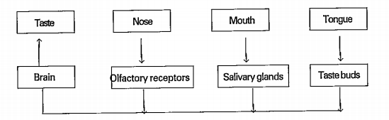 Read the flow chart and answer the follwing.   What would if salivary glands do not function in our mouth