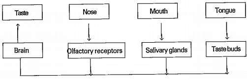 Read the flow chart and answer the follwing.    What is the importance of olfactory receptors ?