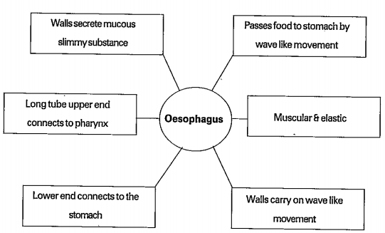 Observe and read the flow chart and answer the follwing.    What does the schematic digaram tell us about the oesphagus ?