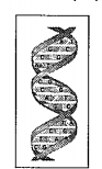 The following picture depicts the DNA. What is the structure of DNA