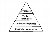 Correct the food pyramid and draw it in correct manner.