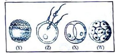 The given figure shows the different stages of human embryo:      Identify the correct labellings for W, X, Y and Z and choose the correct option from the table below: