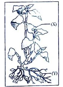 Given below is a figure of an angiosperm plant showing two different types of flowers 'X' and 'Y' and the possible type of pollination in them :        Select the correct option for the flower (X) and flower (Y) and the possible type of pollination from the given table :