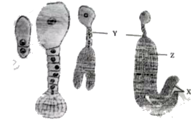 Choose the correct labellings for the parts  X,Y and Z in the given figure of the stages in embryo development in a dicot :