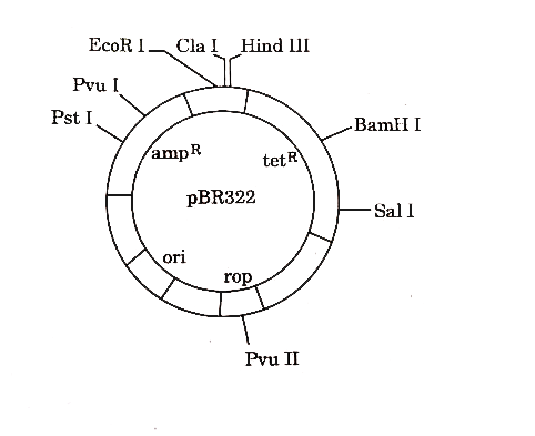 Gene of interest/alien gene is introduced by a cloning vector into a host cell to bring about a desired phenotypic expression in a host cell. The cloning vectors used are plasmid and bacteriophages. Biotechnologists in their labs, for desired results engineered specialised cloning vectors. One such vector is pBR322. Study the diagram carefully and answer the questions that follow.      Identify the gene you would select for the role of a selectable marker in pBR322. Explain why.