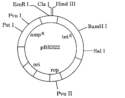 Gene of interest/alien gene is introduced by a cloning vector into a host cell to bring about a desired phenotypic expression in a host cell. The cloning vectors used are plasmid and bacteriophages. Biotechnologists in their labs, for desired results engineered specialised cloning vectors. One such vector is PBR322. Study the diagram carefully and answer the questions that follow.      What do 'EcoR I, 'BamH I' and 'Hind III represent ? State their functions.   (ii) Identify the gene you would select for the role of a selectable marker in PBR322. Explain why.   (iii) Write the property/characteristic of plasmid and bacteriophage that makes them efficient cloning vectors .   (iv) Biotechnologists always insert 'ori' gene in their engineered cloning vector. Justify the statement.   (v) Will the experiment be successful if the alien DNA is ligated at Hind III restriction site ? Give reason in support of your.