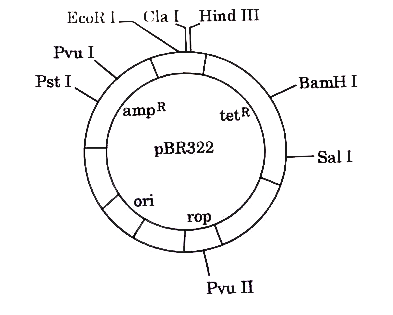 Gene of interest/alien gene is introduced by a cloning vector into a host cell to bring about a desired phenotypic expression in a host cell. The cloning vectors used are plasmid and bacteriophages. Biotechnologists in their labs, for desired results engineered specialised cloning vectors. One such vector is pBR322. Study the diagram carefully and answer the questions that follow.      Identify the gene you would select for the role of a selectable marker in pBR322. Explain why.