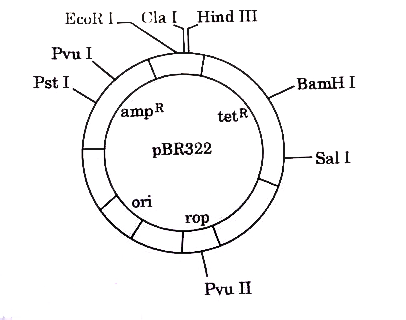 Gene of interest/alien gene is introduced by a cloning vector into a host cell to bring about a desired phenotypic expression in a host cell. The cloning vectors used are plasmid and bacteriophages. Biotechnologists in their labs, for desired results engineered specialised cloning vectors. One such vector is pBR322. Study the diagram carefully and answer the questions that follow.      Write the property/characteristic of plasmid and bacteriophage that makes them efficient cloning vectors.