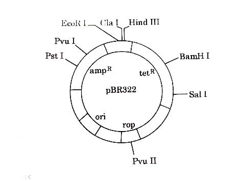 Gene of interest/alien gene is introduced by a cloning vector into a host cell to bring about a desired phenotypic expression in a host cell. The cloning vectors used are plasmid and bacteriophages. Biotechnologists in their labs, for desired results engineered specialised cloning vectors. One such vector is pBR322. Study the diagram carefully and answer the questions that follow.      Will the experiment be successful if the alien DNA is ligated at Hind III restriction site ? Give reason in support of your answer.