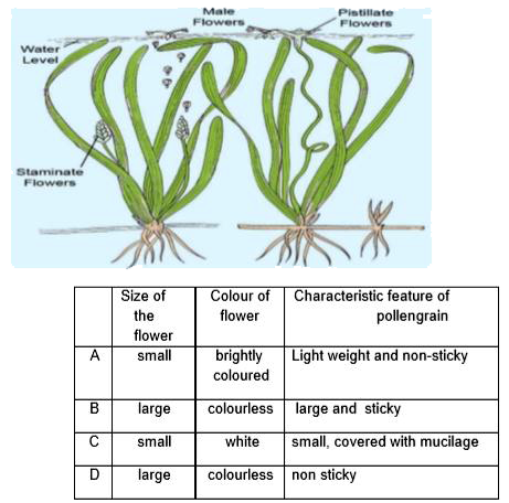 In the dioecious aquatic plant shown, identify the characteristics of the male flowers that reach the female flowers for pollination: