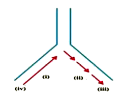 Origin of replication of DNA in E. coli is shown below, Identify the labelled parts (i),(ii), (iii) and (iv)