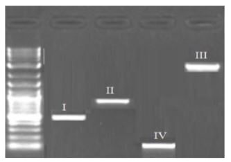 The image below depicts the result of gel electrophoresis.       If the ladder represents sequence length upto 3000 base pairs (bp).   a. Which of the bands (I - IV) correspond to 2500 bp and 100 bp respectively?   b. Explain the basis of this kind of separation and also mention the significance of this process.