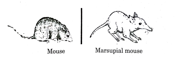 Identify the option that gives the correct type of evolution exhibited by the two animals shown,living in the same habitat in Australia