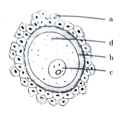 Given below is a diagrammatic representation of a human ovum.    (i) Identify the parts 'a','b' and 'c'. (ii)This ovum is released from the ovary with incomplete meiotic division.When,where and how is the meiotic division completed?