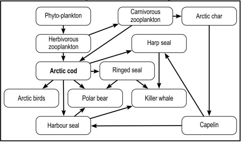 Given below is a food web representative of the Arctic region.     Increasing temperatures have been causing changes in the ocean ecosystem. These changes have caused the population of Arctic cod to decline rapidly.   Which of the following statement/s is/are most likely to be TRUE based on this information?   (P) The population of arctic birds will increase.   (Q) The ringed seal will slowly become extinct.   (R) The harbour seal will be dependent on capelins alone.