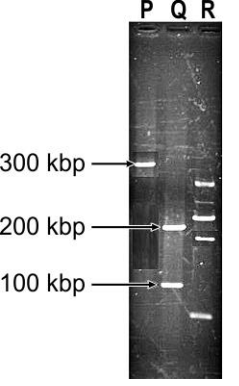 Nidhi performed gel electrophoresis after treating one vector with restriction enzymes. She added one mixture in well Q and another mixture in well R. Given
below is an image of the results.      (a) What can be concluded about the mixtures loaded in wells P and Q?   (b) What is the likely reason that the fragments in wells Q and R are different?