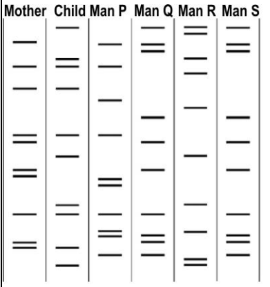 The image below shows the DNA profile of four men, a mother and her child.      (a) Which man is most probably the father of the child? Give a reason to support your answer.   (b) Which technique, commonly used in forensic studies such as paternal testing, is depicted in the image?   (c) What is the basic principle that the technique identified in (b) is based on?   (d) What is the most likely relationship, if any, between men Q and S? Justify your answer.