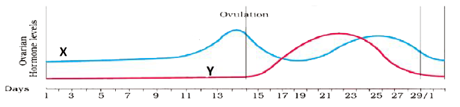 Study the graph given below related with menstrual cycle in females:    a. Identify ovarian hormones X and Y mentioned in the graph and specify their source.       Corelate and describe the uterine events that take place according to the ovarian hormone levels X and Y mentioned in the graph on -    i. 6 – 15 days    ii. 16 – 25 days    iii. 26 – 28 days (when ovum is not fertilized)