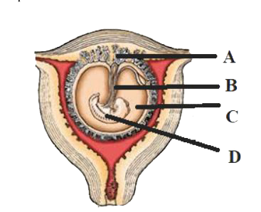 The following figure shows a foetus within the uterus. On the basis of the given figure, answer the questions that follow:        (a) In the above figure, choose and name the correct part (A, B, C or D) that act as a temporary endocrine gland and substantiate your answer. Why is it also called the functional junction?    (b) Mention the role of B in the development of the embryo.    (c) Name the fluid surrounding the developing embryo. How is it misused for sex-determination?