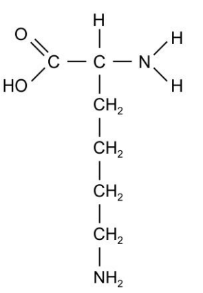 The chain structure of Lysine is shown below.      (i) Based on the structure, is Lysine acidic, basic, or neutral overall? Explain.  (ii) What will be the structure of lysine if it is placed in a solution of pH value as 1?