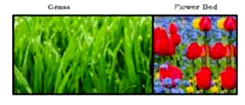 Riya has a field with a flowerbed and grass land. The grass land is in the shape of rectangle while flowerbed is in the shape of square. The length of the grassland is found to be 3 m more than twice the length of the flowerbed. Total area of the whole land is 1260 m^(2).      What will be the perimeter of the whole field?