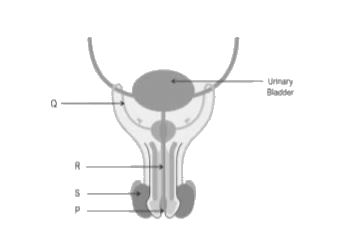 Look at the labelled diagram of the male reproductive system.       Identify the correct route of passage of sperm in the male reproductive tract.