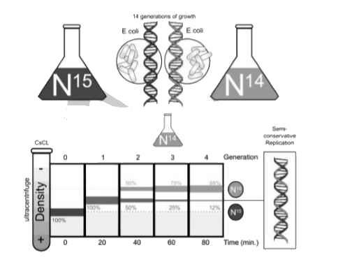 The diagram below represents Meselson and Stahl's experiment on DNA replication.       For several generations, E. coli was grown in a medium containing an isotope of nitrogen, N^(15) . DNA was extracted periodically, at successive generations, and it was subjected to ultracentrifugation to check the percentage of the isotope that was transmitted across generations.   How did the centrifugation process help in providing evidence of the nature of DNA replication?