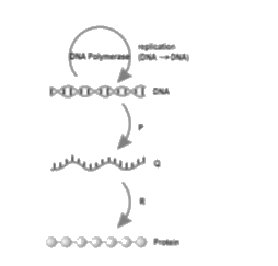 In the representation of the Central Dogma of Molecular Biology given below. identify P, Q and R.