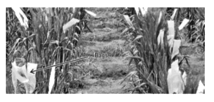 A student researching on an artificial crop improvement project in wheat growing in a certain field saw that wheat plants were covered with bags made up of butter paper.       Which of the following is NOT a desired outcome of such crop improvement techniques?