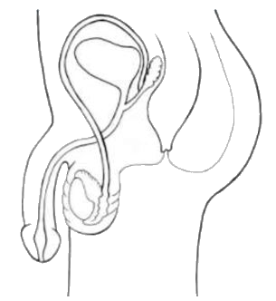 Shown here is a representation of the male reproductive system.      One of its important parts is missing. Which one?