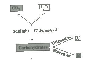 In the following flow chart showing autotrophic nutrition in green plants, A and B respectively are :