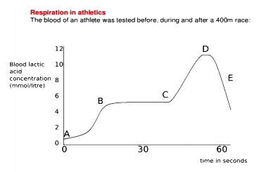 All living cells require energy for various activities. This energy is available by the breakdown of simple carbohydrates either using oxygen or without using oxygen.   The graph below represents the blood lactic acid concentration of an athlete during a race of 400 m and shows a peak at point D.       Lactic acid production has occurred in the athlete while running in the 400 m race. Which of the following processes explains this event?